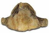Huge Fossil Mosasaur (Tylosaurus) Vertebra - Texas #335030-3